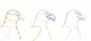 how-to-draw-a-gryphon-head-step-2_1_000000069791_3