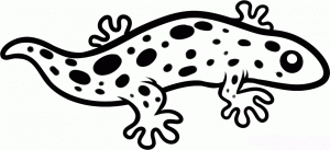 how-to-draw-a-salamander-for-kids-step-5_1_000000134395_5