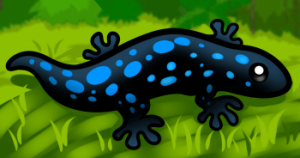 how-to-draw-a-salamander-for-kids_1_000000015459_3