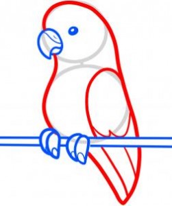how-to-draw-a-parakeet-for-kids-step-4_1_000000089965_3