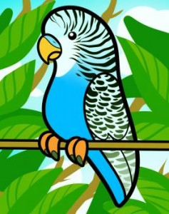how-to-draw-a-parakeet-for-kids_1_000000011143_3