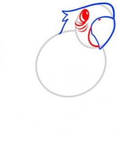 how-to-draw-a-parrot-for-kids-step-3_1_000000055211_3