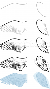 Анатомия рисования птиц
