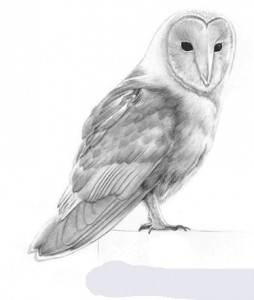 Реалистичная нарисованная сова карандашом