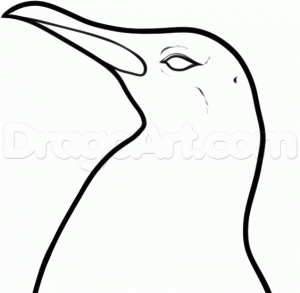 Нарисовать голову пингвина карандашом поэтапно