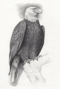 Как карандашом нарисовать орла
