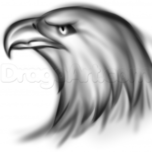 Как нарисовать голову орла поэтапно