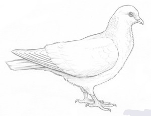 Нарисовать карандашом голубей