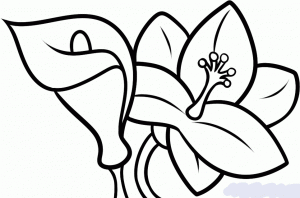 Рисуем цветок лилии детям