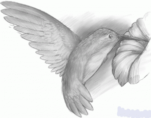 Как нарисовать Колибри птичку
