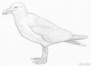 Как нарисовать чайку