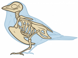 bird-anatomy-drawing-step-1_1_000000173677_3
