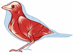 bird-anatomy-drawing-step-3_1_000000173679_3