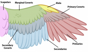 bird-anatomy-drawing-step-4_1_000000173680_3