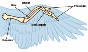 bird-anatomy-drawing-step-5_1_000000173681_3