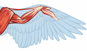 bird-anatomy-drawing-step-6_1_000000173682_3
