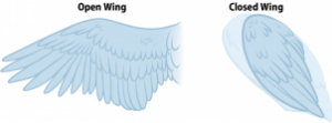 bird-anatomy-drawing-step-7_1_000000173683_3