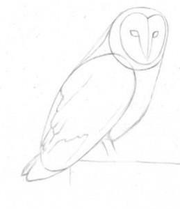 how-to-draw-a-barn-owl-step-3_1_000000106317_3