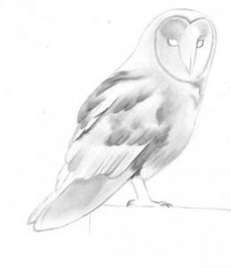 how-to-draw-a-barn-owl-step-5_1_000000106321_3