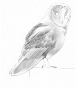 how-to-draw-a-barn-owl-step-6_1_000000106323_3