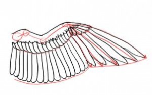 how-to-draw-a-bird-wing-step-6_1_000000102395_3