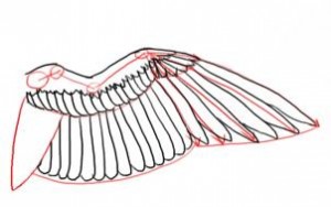 how-to-draw-a-bird-wing-step-7_1_000000102397_3