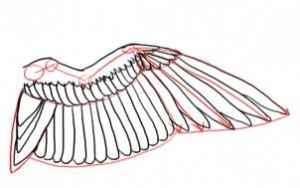 how-to-draw-a-bird-wing-step-8_1_000000102399_3