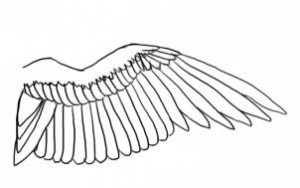 how-to-draw-a-bird-wing-step-9_1_000000102401_3