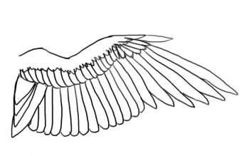 Как нарисовать крылья карандашом поэтапно