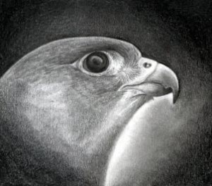 how-to-draw-a-falcon-head-peregrine-falcon-step-13_1_000000091605_3