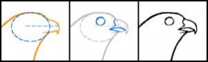 how-to-draw-a-falcon-head-peregrine-falcon-step-2_1_000000091581_3