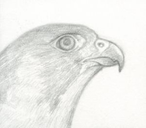 how-to-draw-a-falcon-head-peregrine-falcon-step-7_1_000000091591_3