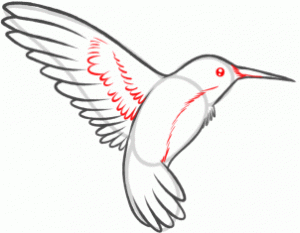 how-to-draw-a-hummingbird-and-flower-step-5_1_000000130799_3