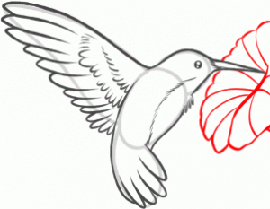 how-to-draw-a-hummingbird-and-flower-step-6_1_000000130801_3