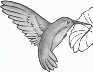 how-to-draw-a-hummingbird-and-flower-step-7_1_000000130803_3