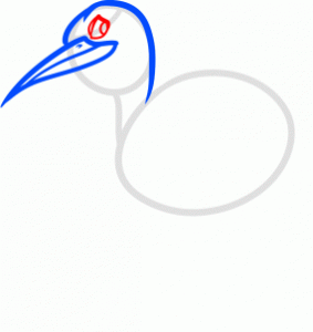 how-to-draw-a-kiwi-bird-step-4_1_000000169039_3