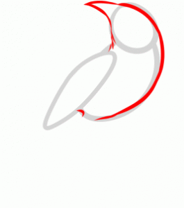how-to-draw-a-nightingale-nightingale-step-2_1_000000134253_3