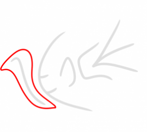 how-to-draw-a-peace-dove-step-2_1_000000180739_3