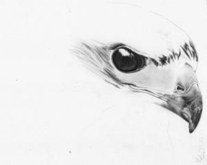 how-to-draw-a-realistic-hawk-step-10_2_000000153400_3