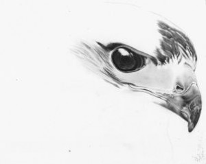 how-to-draw-a-realistic-hawk-step-11_2_000000153401_3