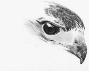 how-to-draw-a-realistic-hawk-step-14_2_000000153404_3