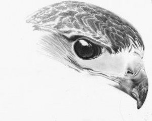 how-to-draw-a-realistic-hawk-step-15_2_000000153405_3