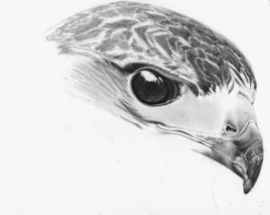 how-to-draw-a-realistic-hawk-step-16_2_000000153406_3