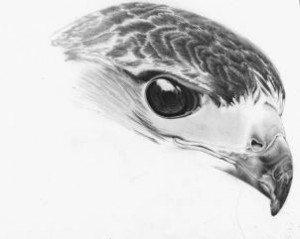how-to-draw-a-realistic-hawk-step-17_1_000000153407_3