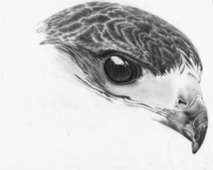 how-to-draw-a-realistic-hawk-step-18_1_000000153408_3