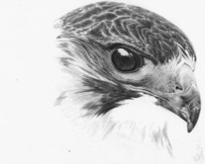 how-to-draw-a-realistic-hawk-step-21_1_000000153411_3
