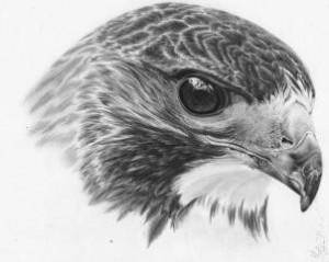 how-to-draw-a-realistic-hawk-step-23_2_000000153413_3