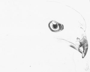how-to-draw-a-realistic-hawk-step-6_2_000000153396_3