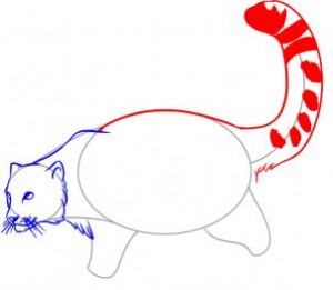 how-to-draw-a-snow-leopard-step-4_1_000000020863_3