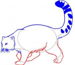 how-to-draw-a-snow-leopard-step-5_1_000000020865_3